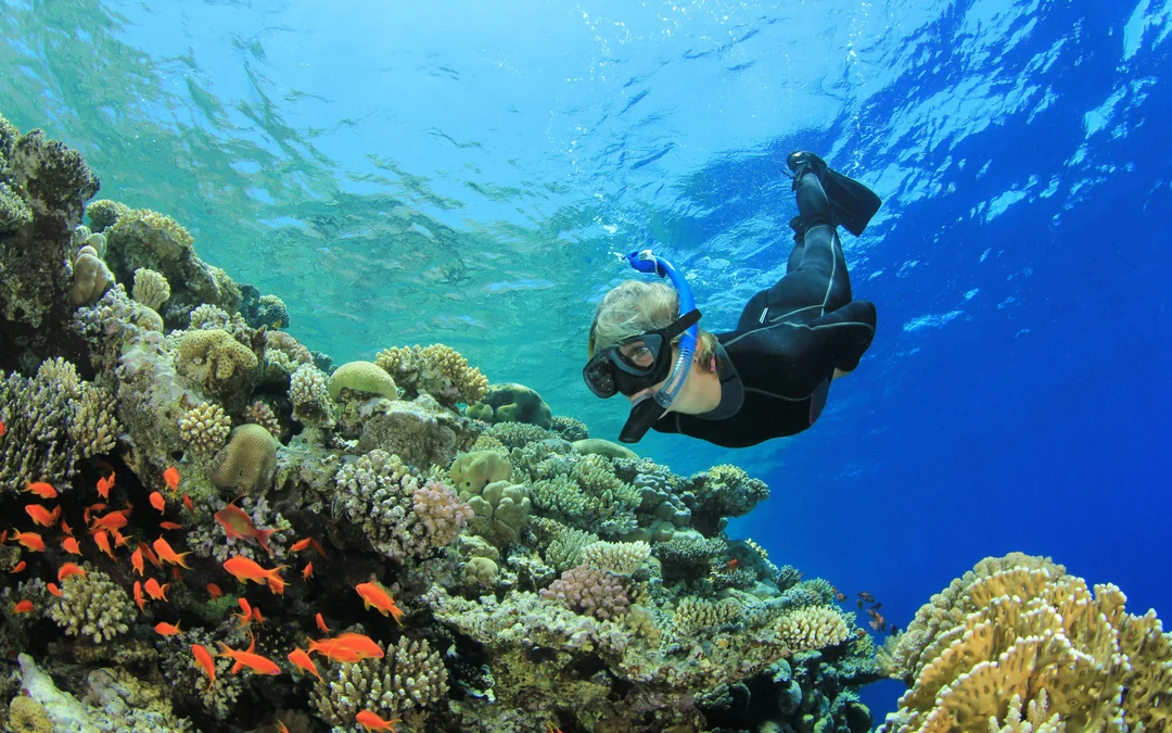 Red Sea Scuba Diving for Certified Divers Image 4