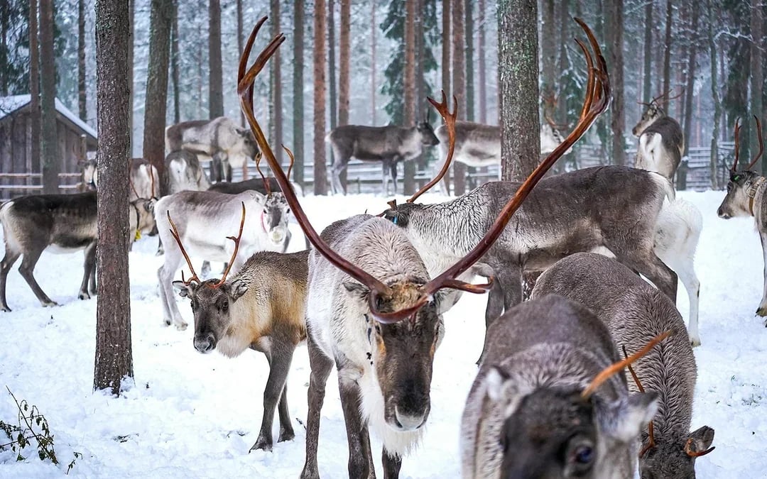 Reindeer Farm and Sledding Experience Image 11