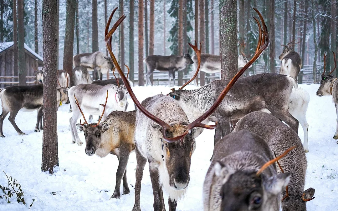 Reindeer Farm and Sledding Experience Image 11