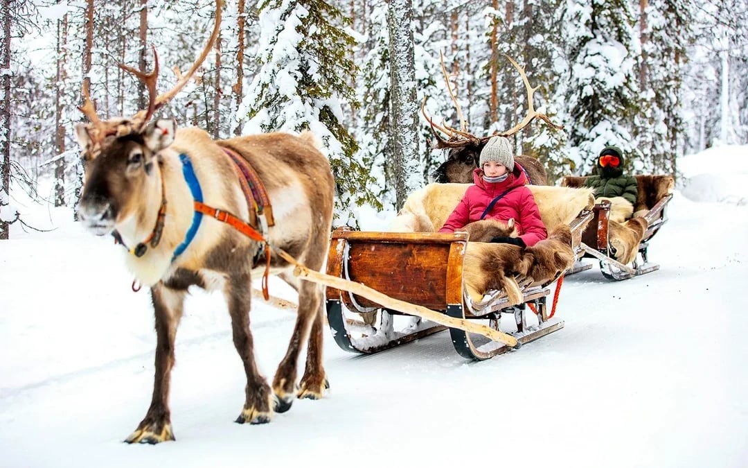 Reindeer Farm and Sledding Experience Image 3