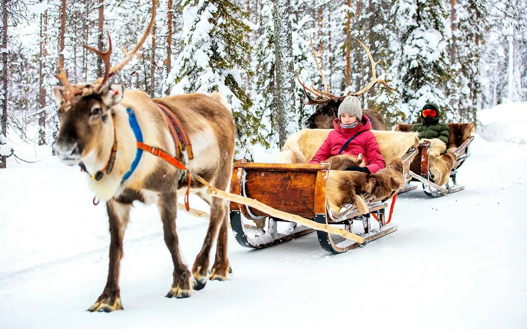 Reindeer Farm and Sledding Experience Image 3