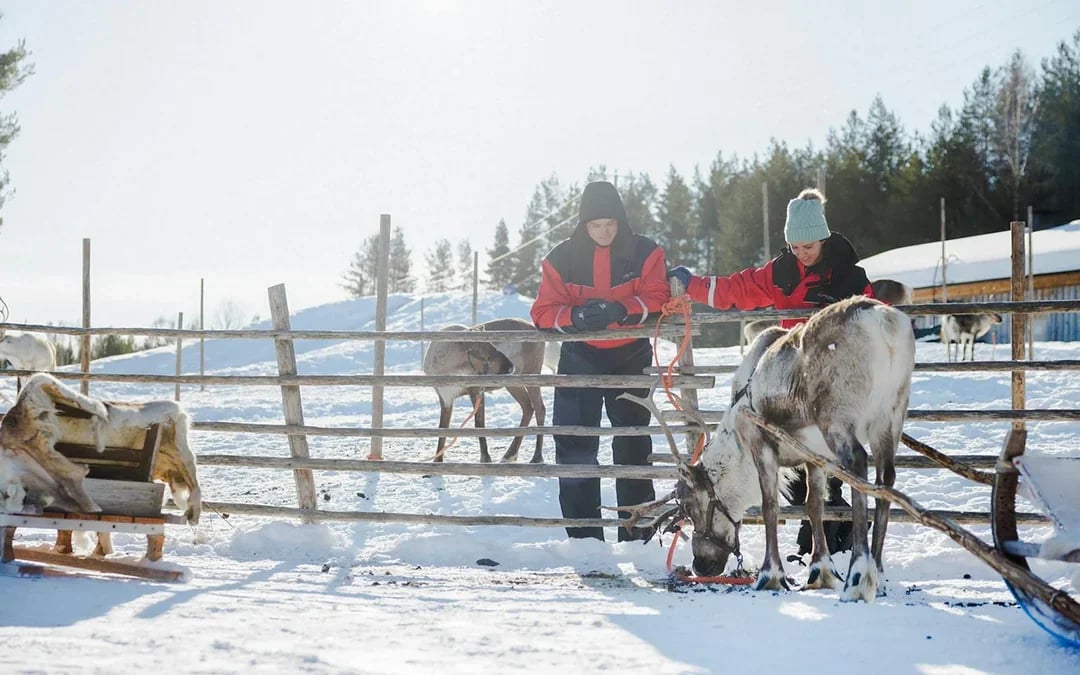 Reindeer Farm and Sledding Experience Image 8