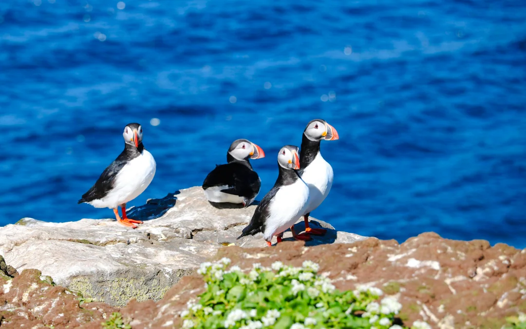 Reykjavik: 2-Hour Whale & Puffin Watching RIB Boat Tour Image 2
