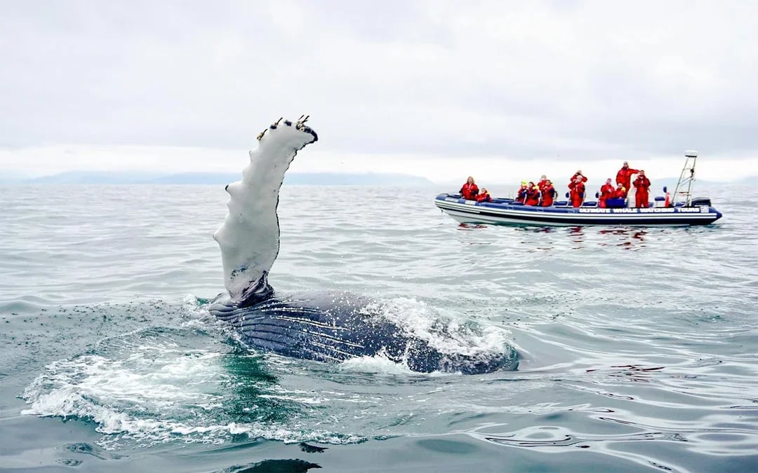 Reykjavik: 2-Hour Whale & Puffin Watching RIB Boat Tour Image 3