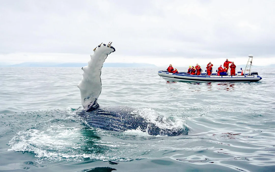Reykjavik: 2-Hour Whale & Puffin Watching RIB Boat Tour Image 3