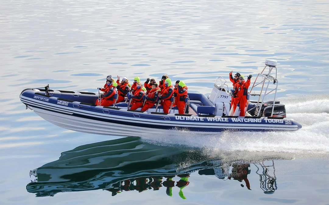 Reykjavik: 2-Hour Whale & Puffin Watching RIB Boat Tour Image 4