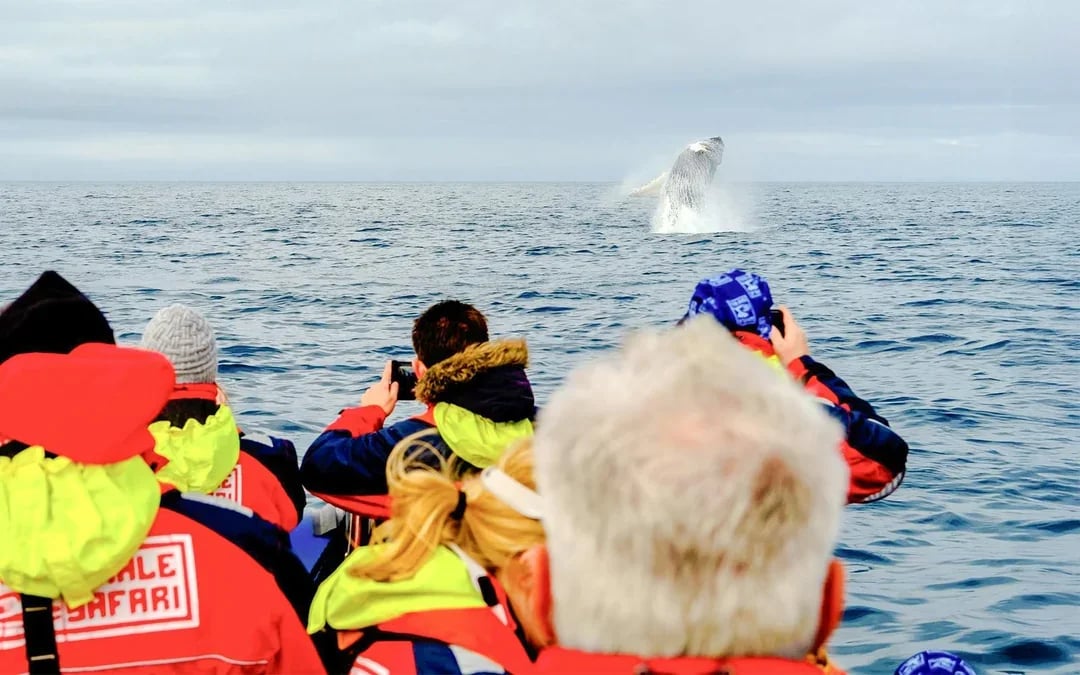 Reykjavik: 2-Hour Whale & Puffin Watching RIB Boat Tour Image 6