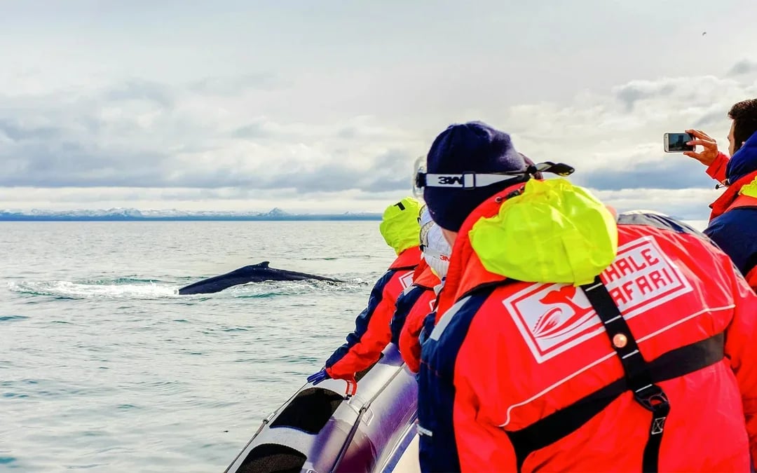 Reykjavik: 2-Hour Whale & Puffin Watching RIB Boat Tour Image 8