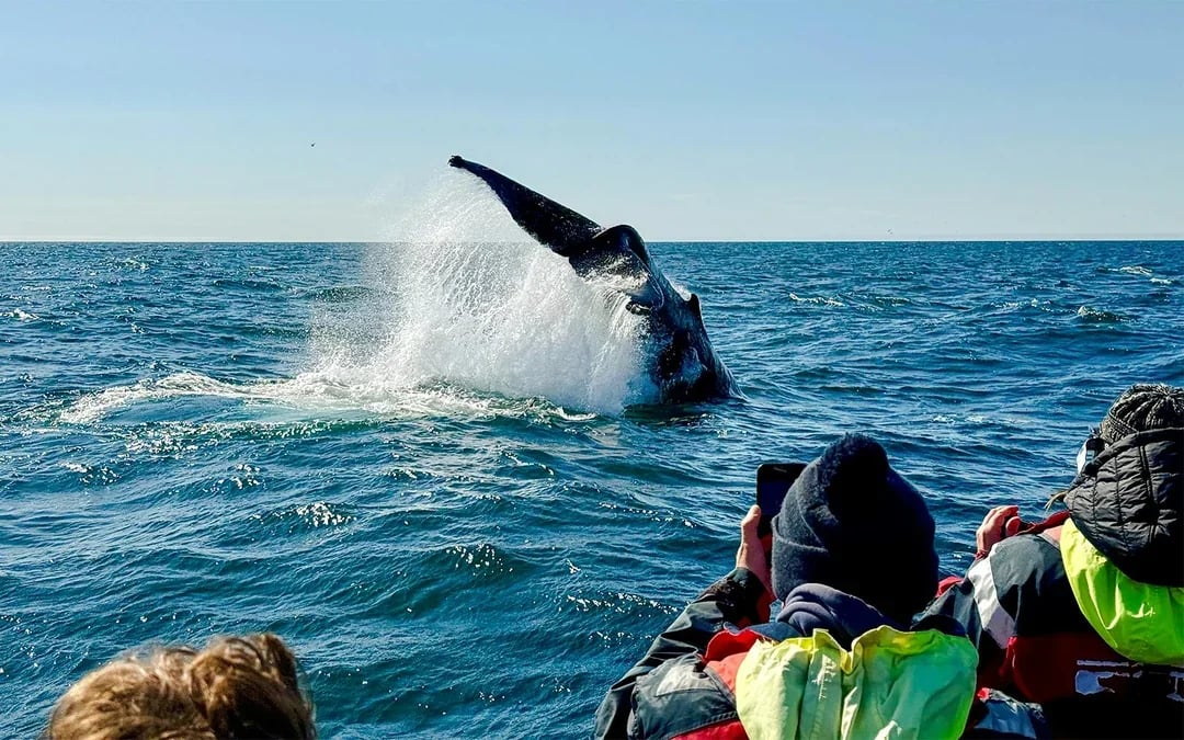 Reykjavik: 2-Hour Whale & Puffin Watching RIB Boat Tour Image 9