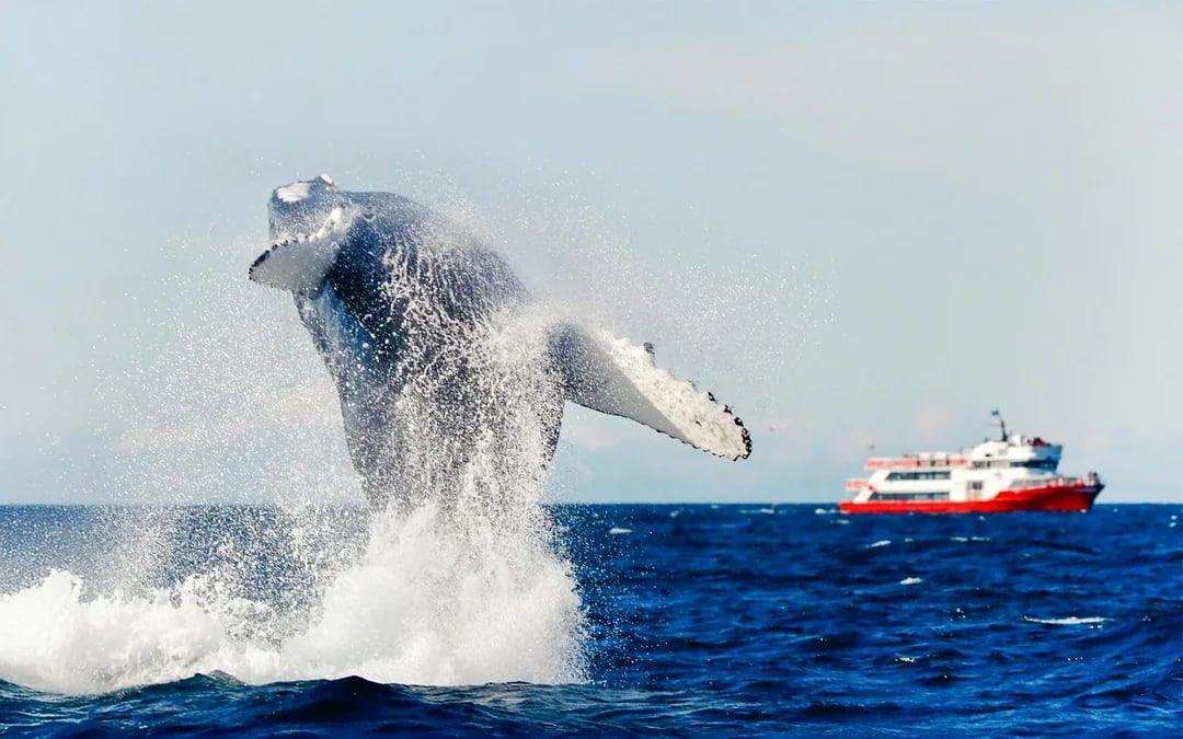 Reykjavik: 2-Hour Whale & Puffin Watching RIB Boat Tour Image 10