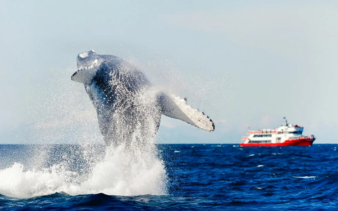 Reykjavik: 2-Hour Whale & Puffin Watching RIB Boat Tour Image 10