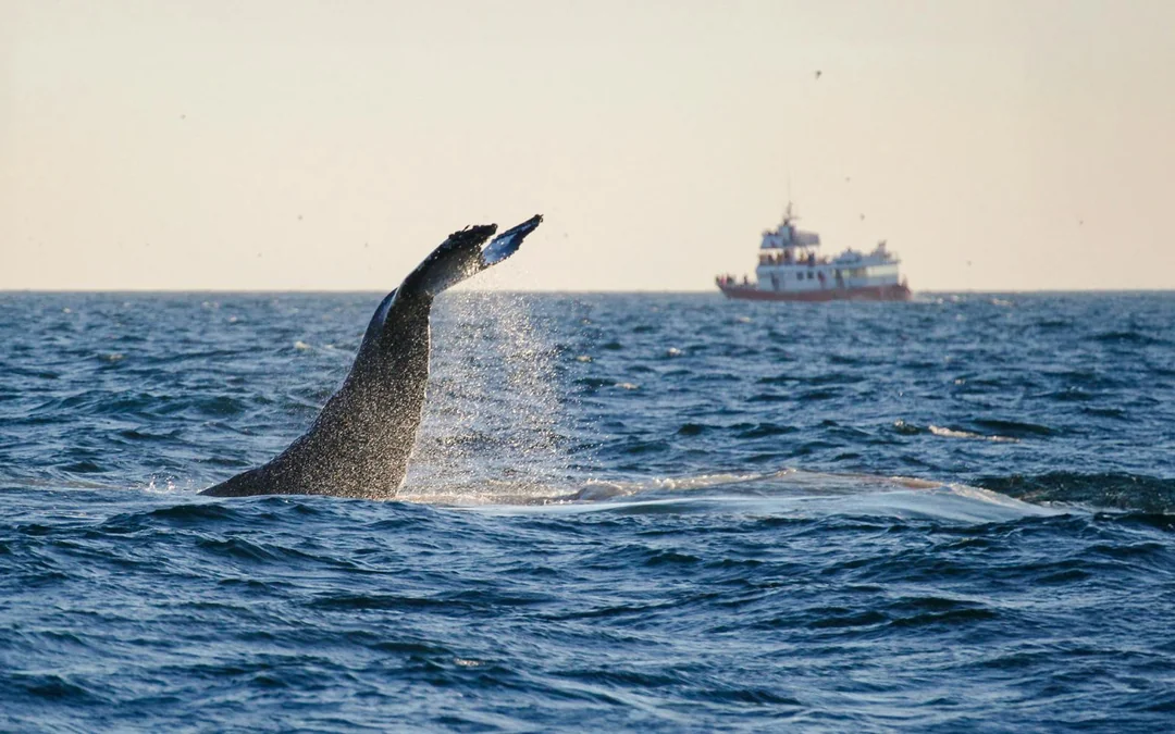 Reykjavik: Midnight Sun Whale Watching Tour Image 2