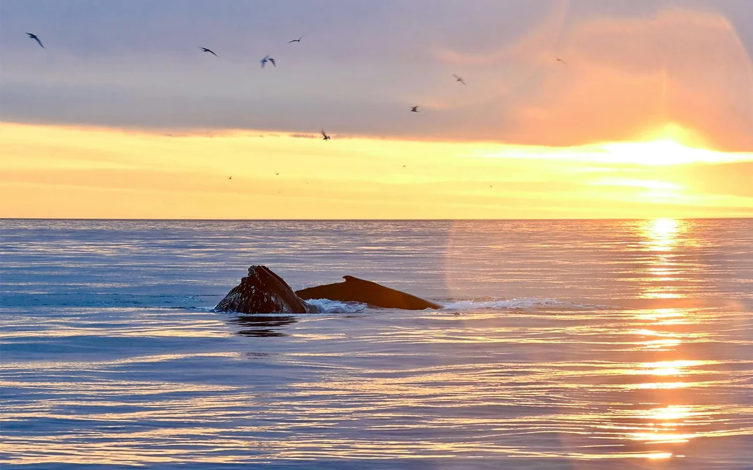 Reykjavik: Midnight Sun Whale Watching Tour Image 3