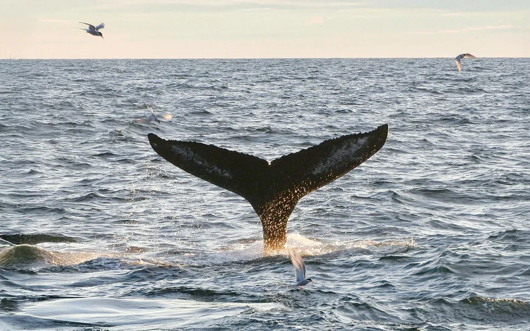 Reykjavik: Midnight Sun Whale Watching Tour Image 5