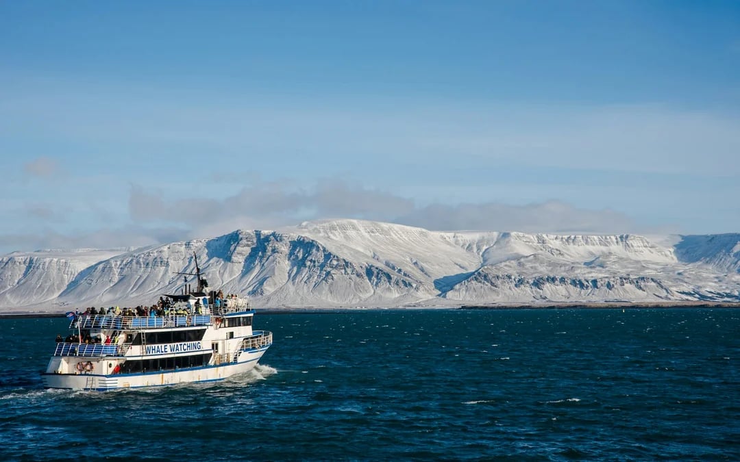 Reykjavik Old Town Private Walking Tour with Whale Watching Cruise Tickets Image 6