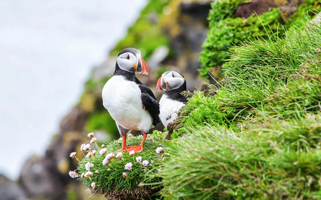 Reykjavik: Puffin Watching Boat Tour Image 1