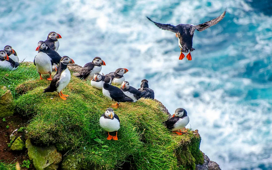 Reykjavik: Puffin Watching Boat Tour Image 4