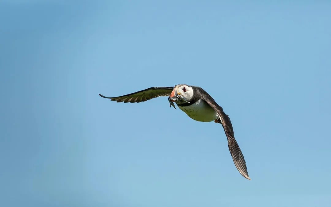 Reykjavik: Puffin Watching Boat Tour Image 5