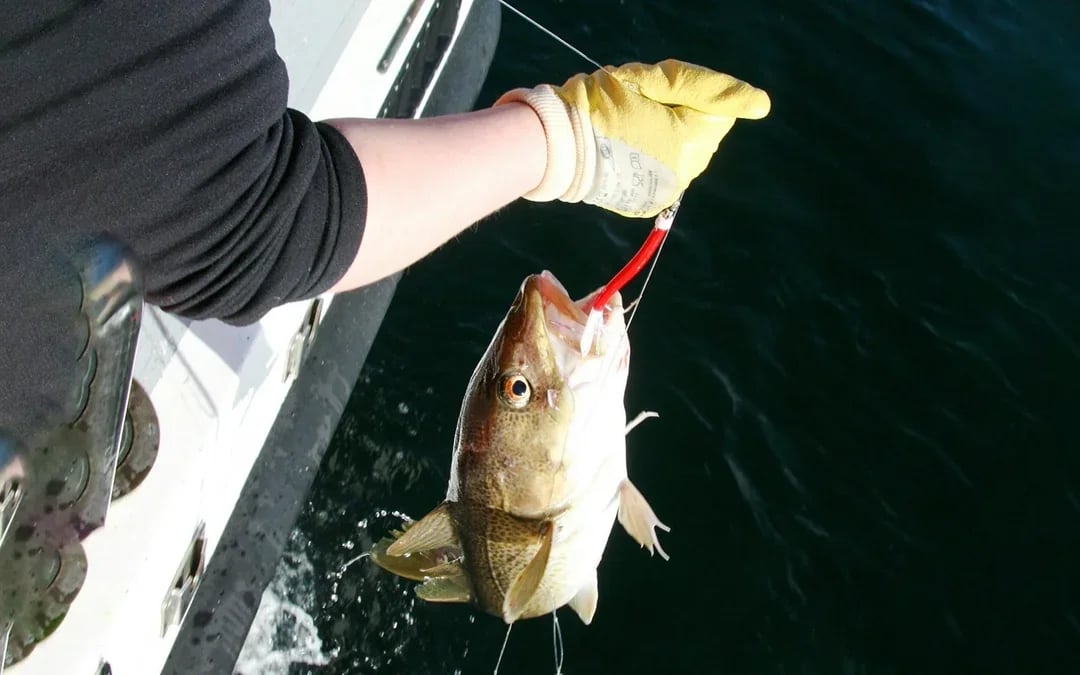 Reykjavík Sea Angling Gourmet Image 3