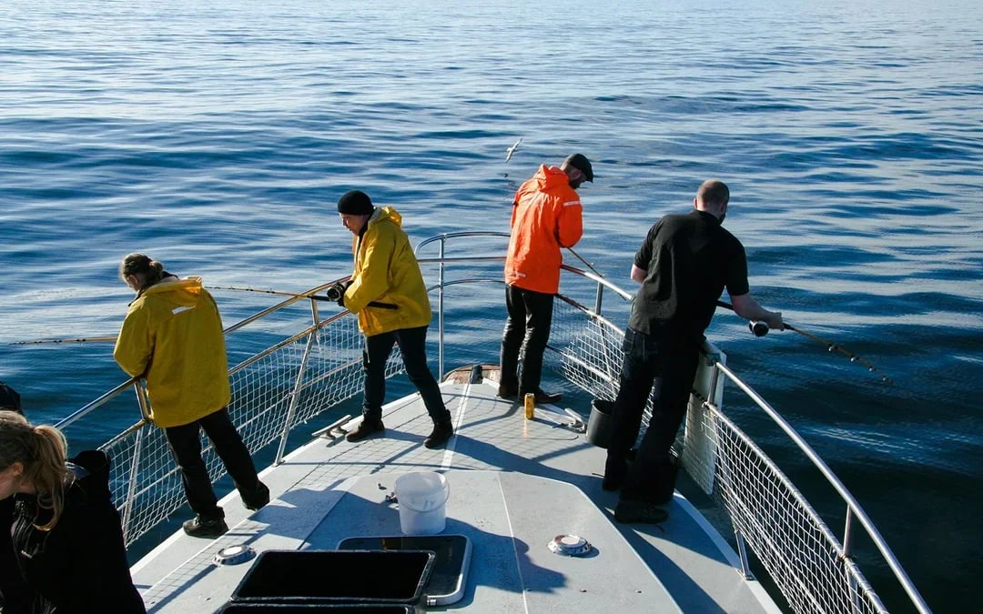 Reykjavík Sea Angling Gourmet Image 7