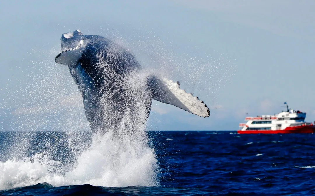 Reykjavik: The Original 3-Hour Whale Watching Tour Image 1
