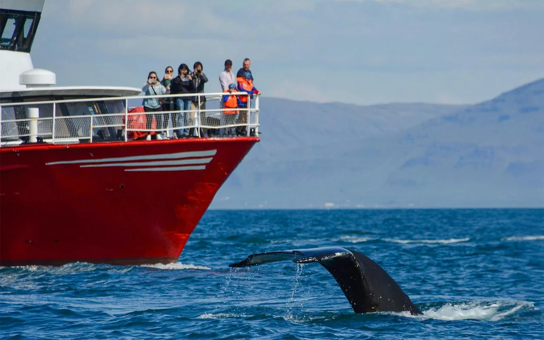 Reykjavik: The Original 3-Hour Whale Watching Tour Image 2