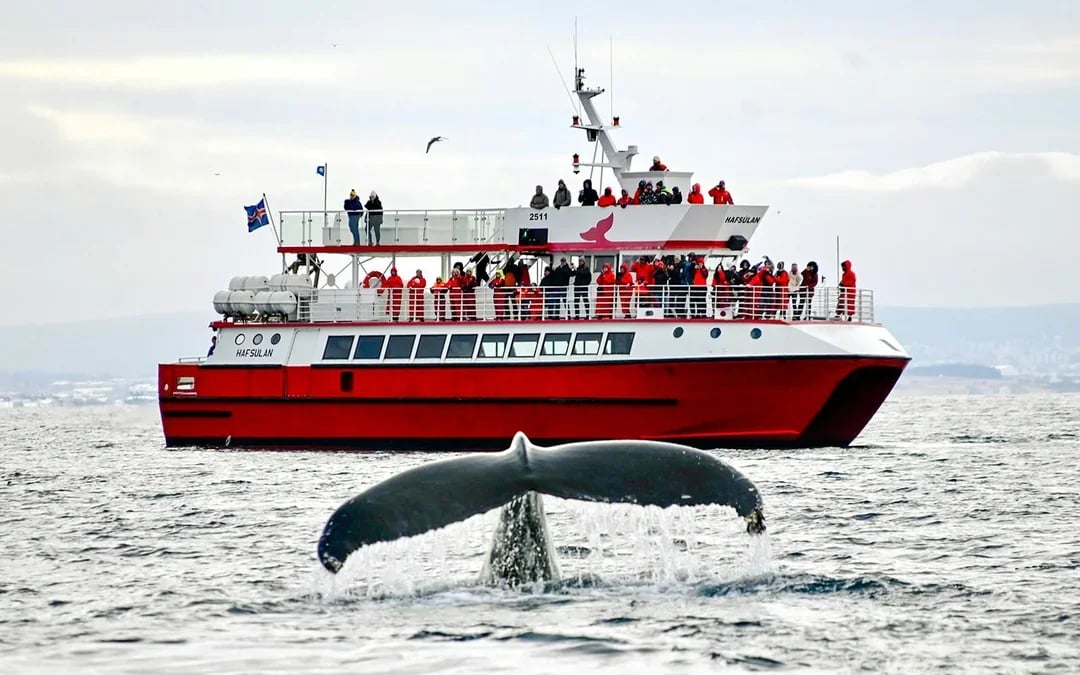 Reykjavik: The Original 3-Hour Whale Watching Tour Image 4