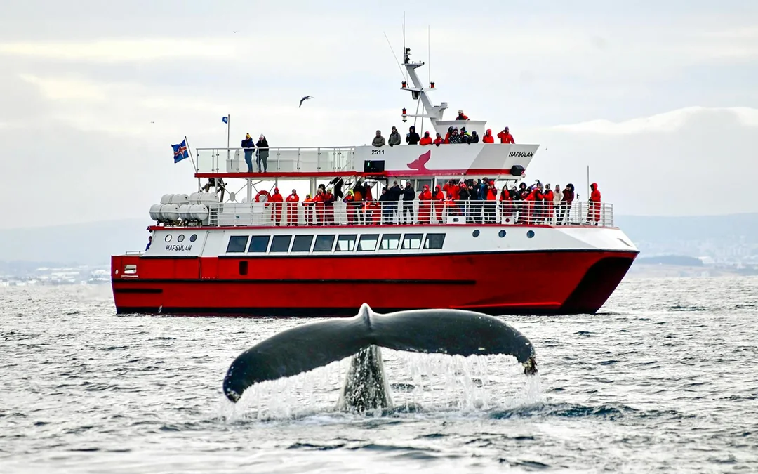 Reykjavik: The Original 3-Hour Whale Watching Tour Image 4