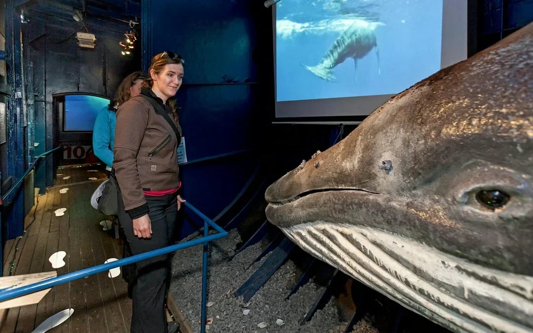 Reykjavik: The Original 3-Hour Whale Watching Tour Image 5