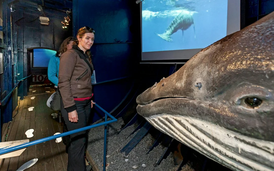 Reykjavik: The Original 3-Hour Whale Watching Tour Image 5