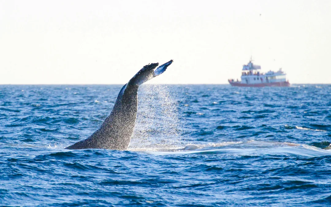 Reykjavik: The Original 3-Hour Whale Watching Tour Image 9