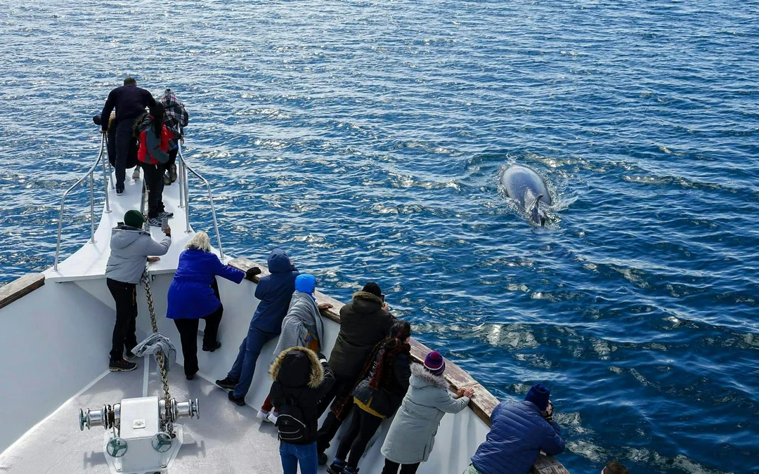 Reykjavik: Whale Watching & Marine Life Cruise Image 2