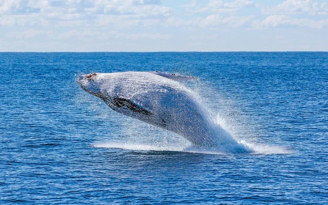 Reykjavik: Whale Watching & Marine Life Cruise Image 3