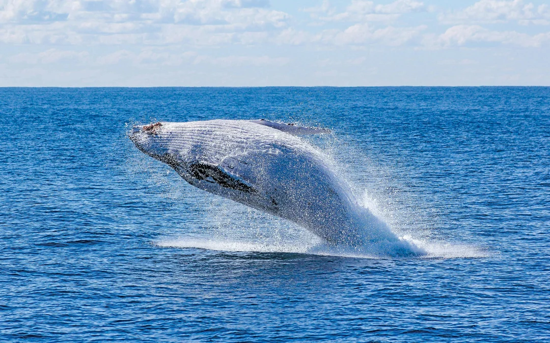 Reykjavik: Whale Watching & Marine Life Cruise Image 3