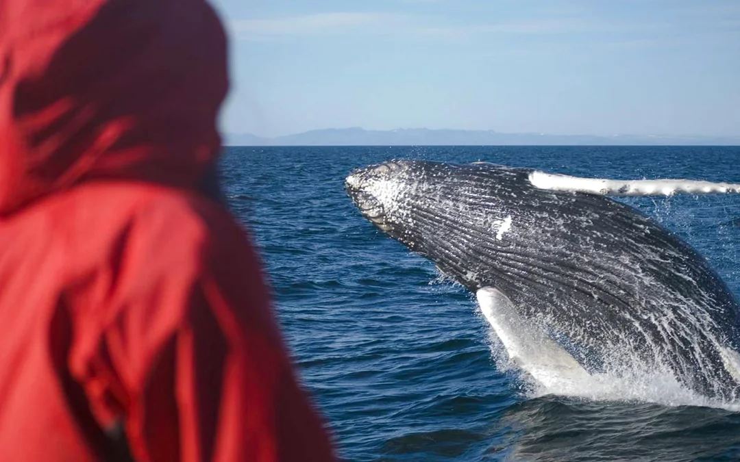 Reykjavik: Whale Watching & Northern Lights Cruise Combo Image 4