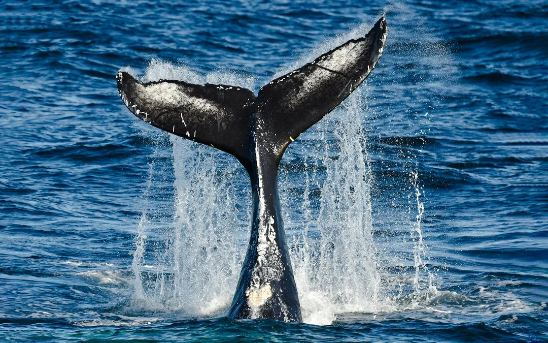 Reykjavik: Whale Watching & Northern Lights Cruise Combo Image 5
