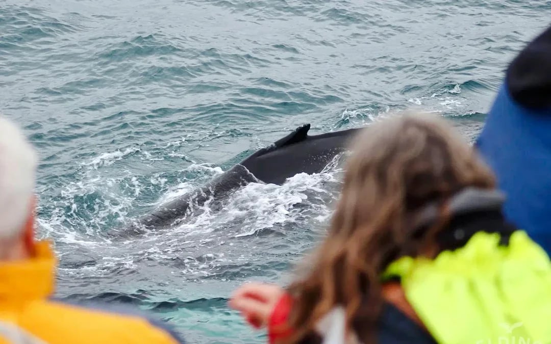 Reykjavik: Whale Watching & Northern Lights Cruise Combo Image 6