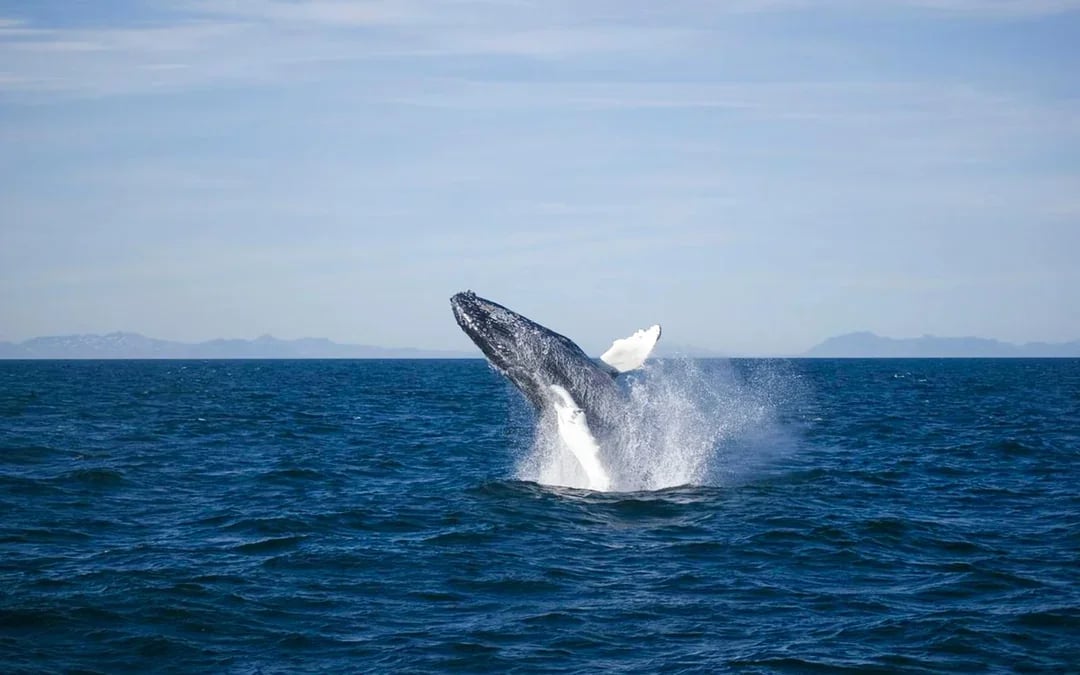 Reykjavik: Whale Watching & Northern Lights Cruise Combo Image 9