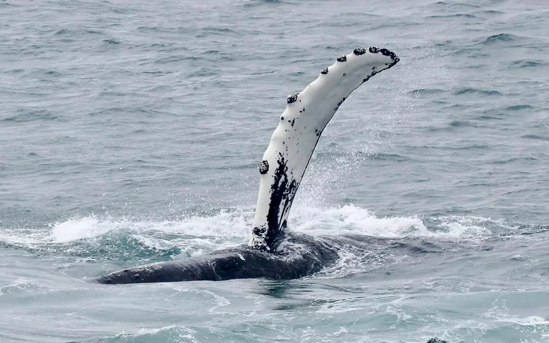Reykjavik: Whale Watching & Northern Lights Cruise Combo Image 10
