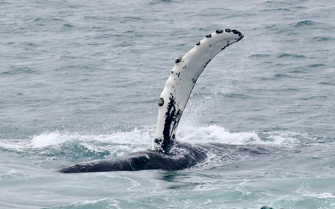 Reykjavik: Whale Watching & Northern Lights Cruise Combo Image 10