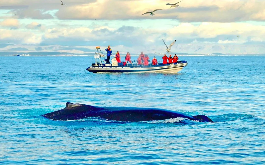 Reykjavik: Whale Watching & Puffin Tour on RIB speedboat Image 1