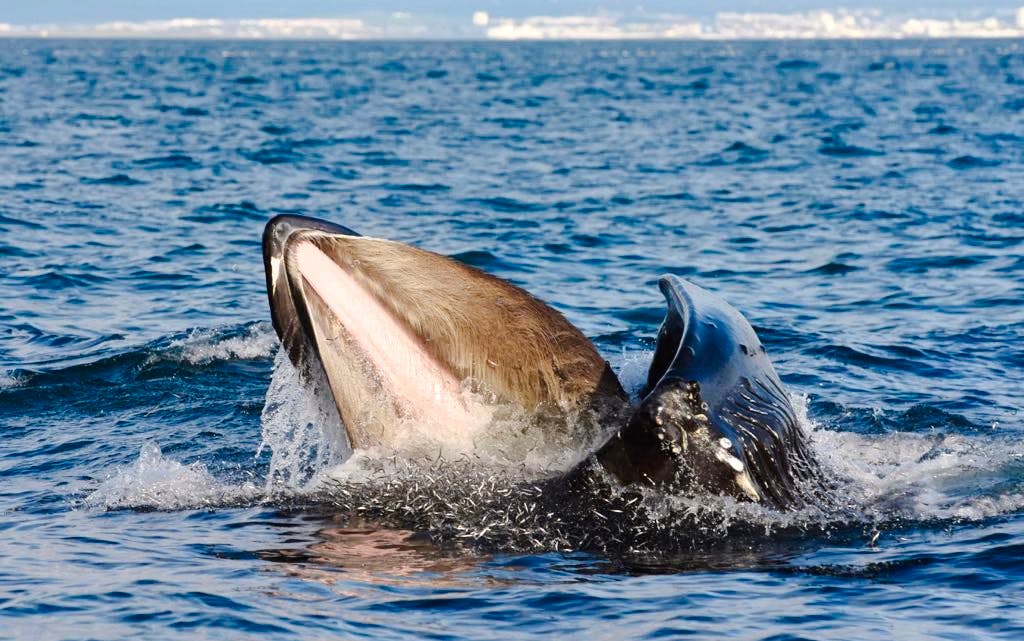 Reykjavik: Whale Watching & Puffin Tour on RIB speedboat Image 2