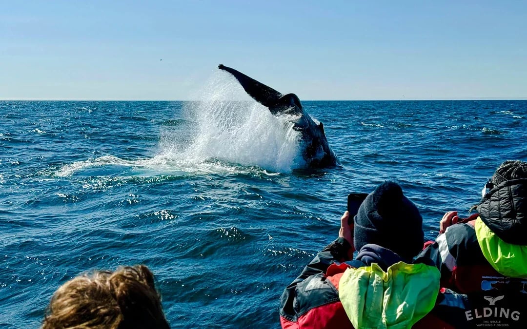 Reykjavik: Whale Watching & Puffin Tour on RIB speedboat Image 11