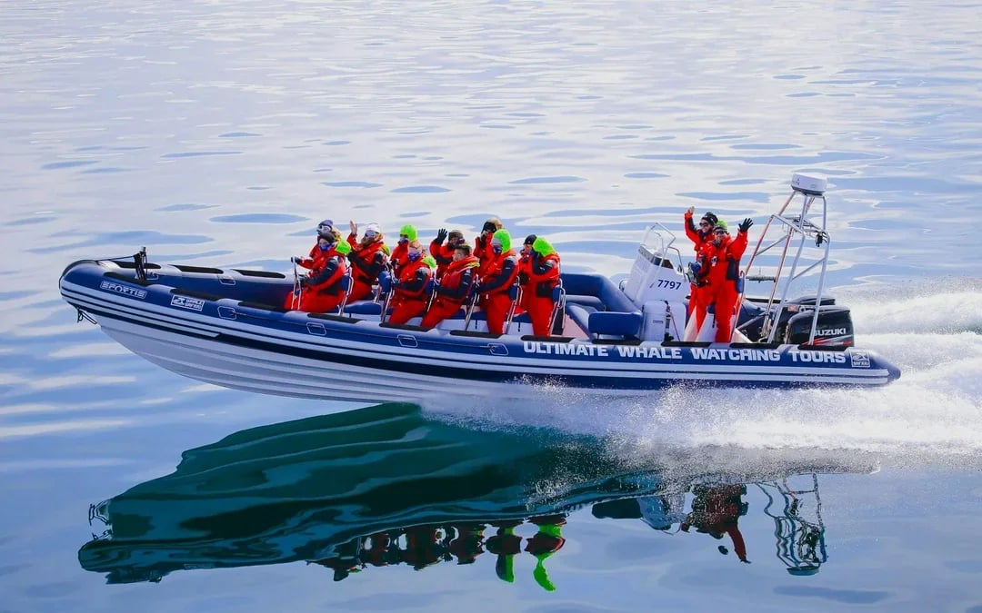 Reykjavik: Whale Watching & Puffin Tour on RIB speedboat Image 12