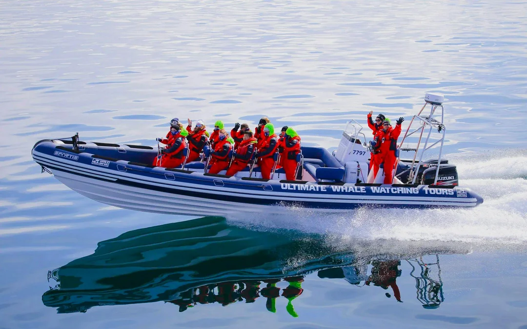 Reykjavik: Whale Watching & Puffin Tour on RIB speedboat Image 12