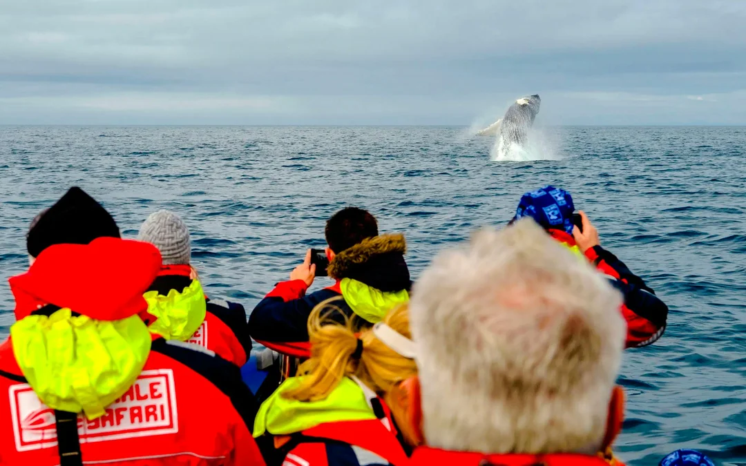 Reykjavik: Whale Watching & Puffin Tour on RIB speedboat Image 3