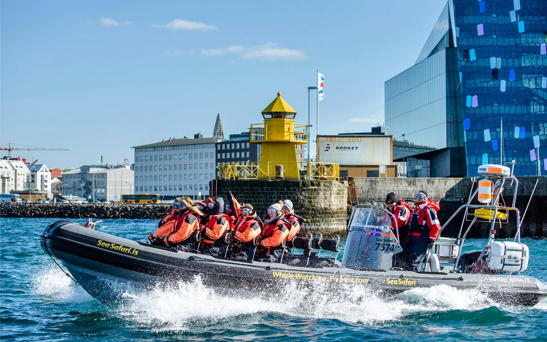 Reykjavik: Whale Watching & Puffin Tour on RIB speedboat Image 5