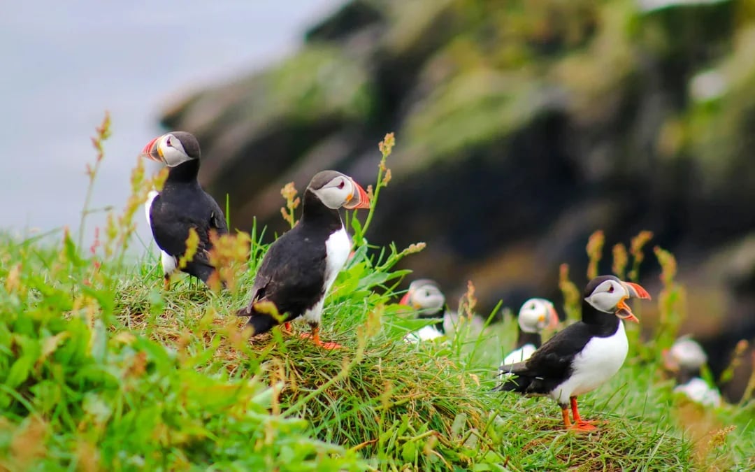 Reykjavik: Whale Watching & Puffin Tour on RIB speedboat Image 7