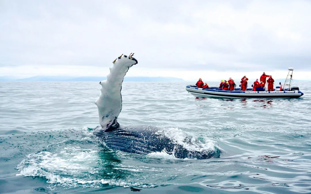 Reykjavik: Whale Watching & Puffin Tour on RIB speedboat Image 9