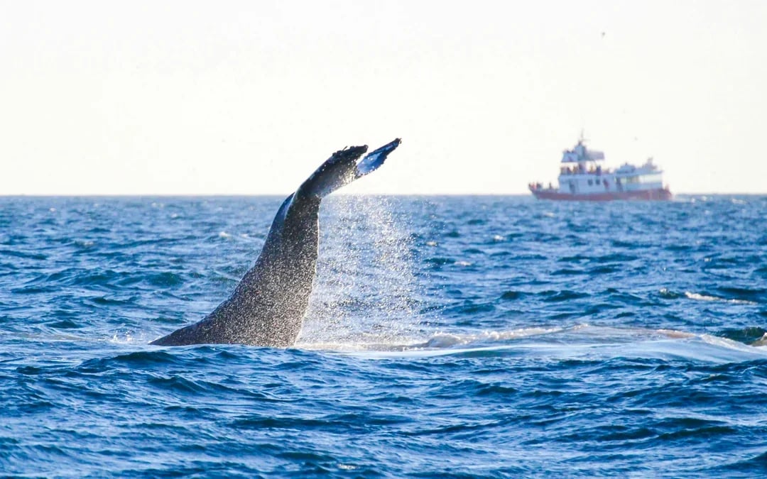 Reykjavik: Whale Watching & Puffin Tour on RIB speedboat Image 10